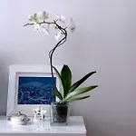 Apartment Buble
